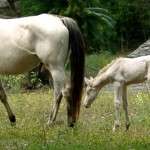 St. Croix Animals and Mammals