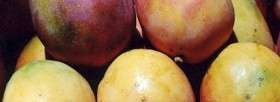 Fresh St. Croix Mangoes