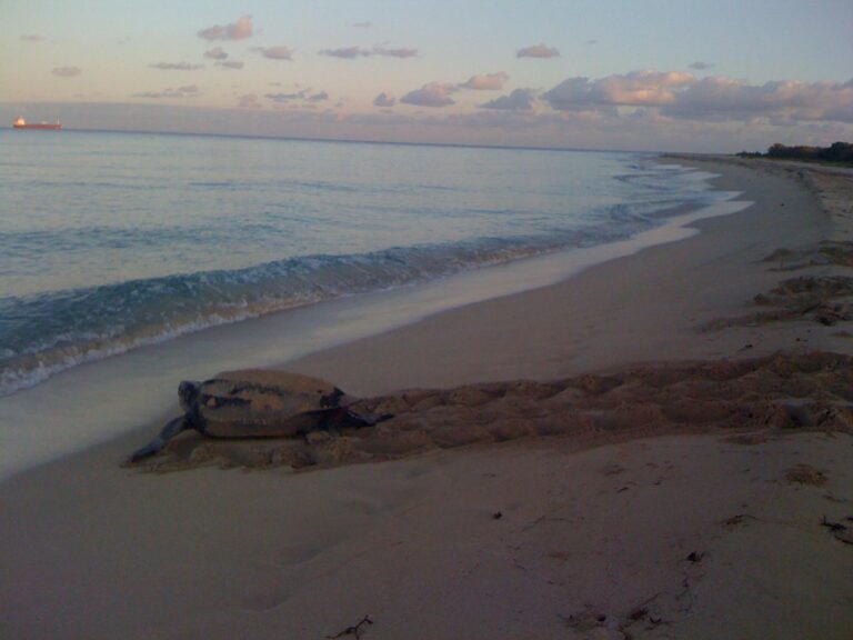 2013 leatherback at sandy point first nest of season claudia lombardi fb 768x576