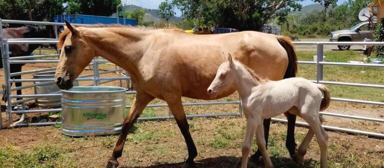 ad cruzan cowgirls horse rescue community organizations 768x336