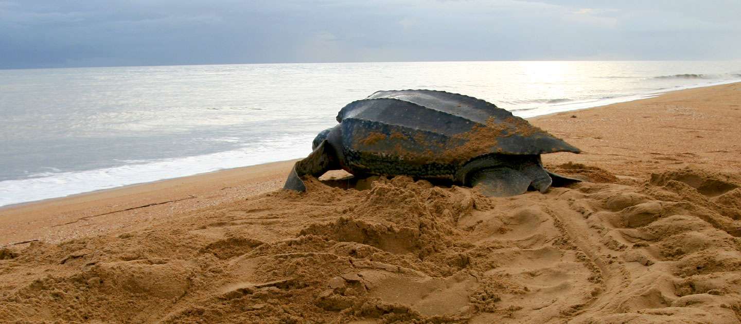 Respect the Leatherback Sea Turtles