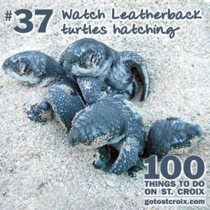 stcroix100-037-turtle-hatching
