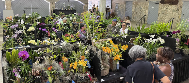 event orchid society show 2023 768x337