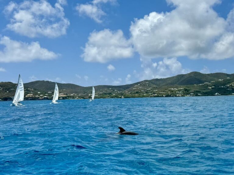 2025 scyc regatta dolphins fb 768x576