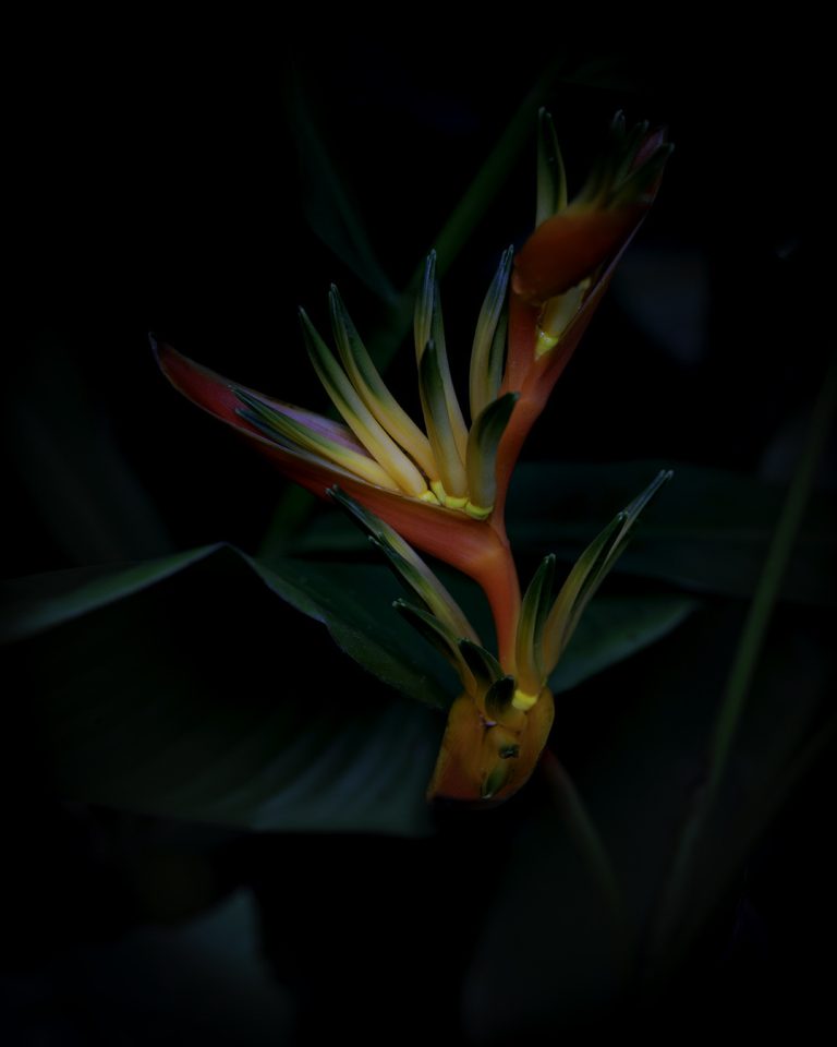 Birds of Paradise Samoa 768x960