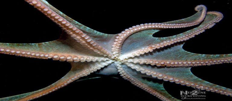 Octopus3 IMG 8079 GTSC 768x336