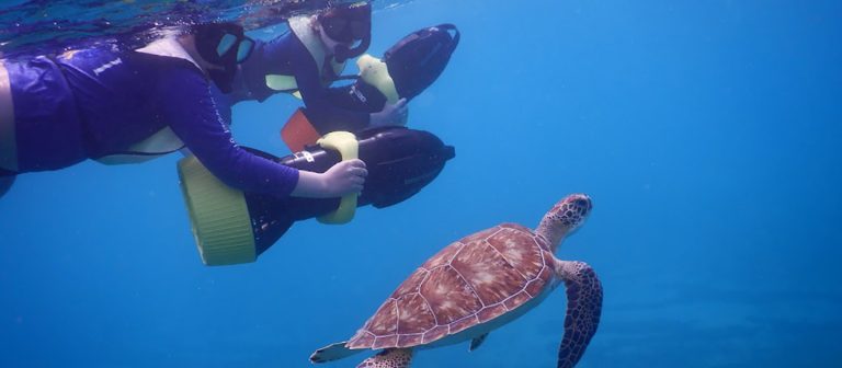 ad mermaid adventures Turtle Mother N ChildDSCN2970 768x336
