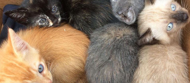 ad real cruzan cats community organizations 768x336