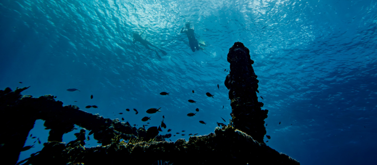 adv nep2une charters snorkel charter 768x336