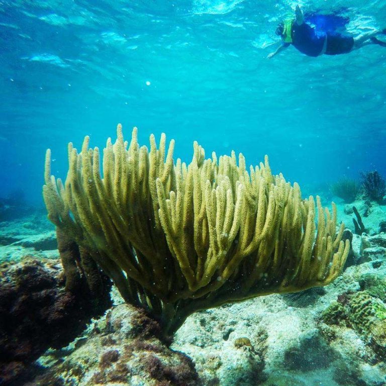 buck island charters gallery 3 768x768