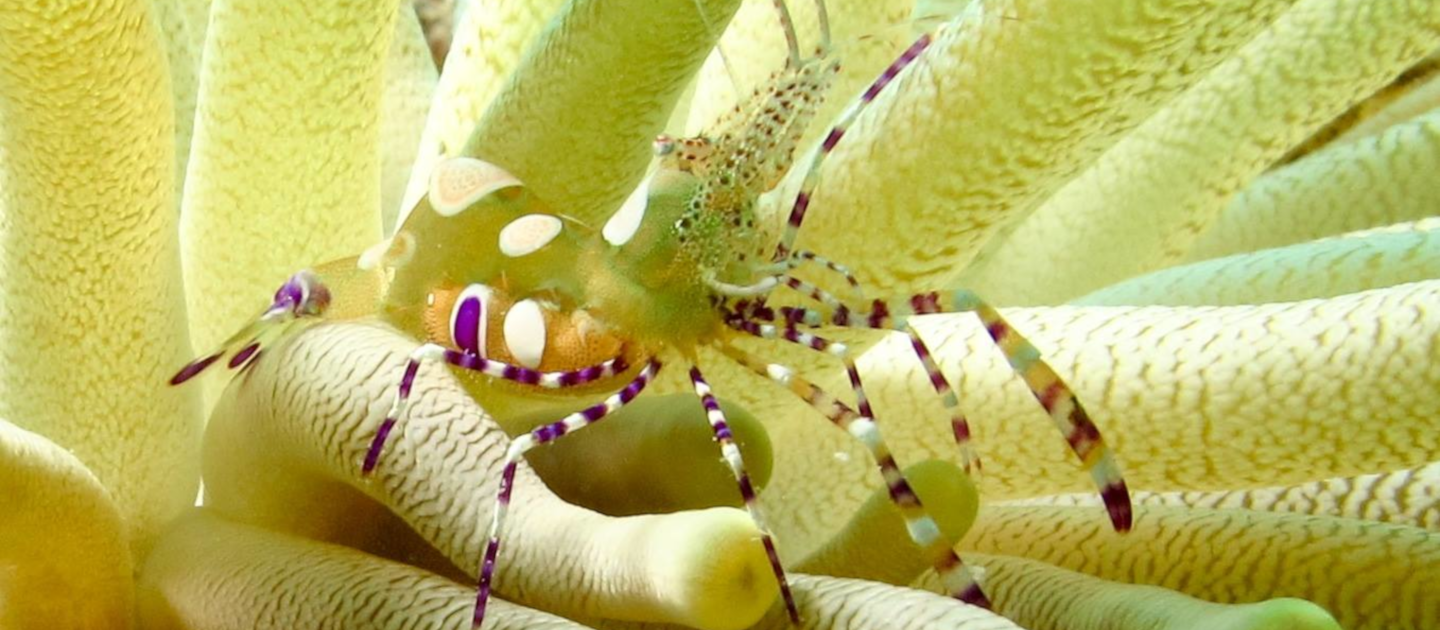 edit anemone shrimp adventures in siving stx