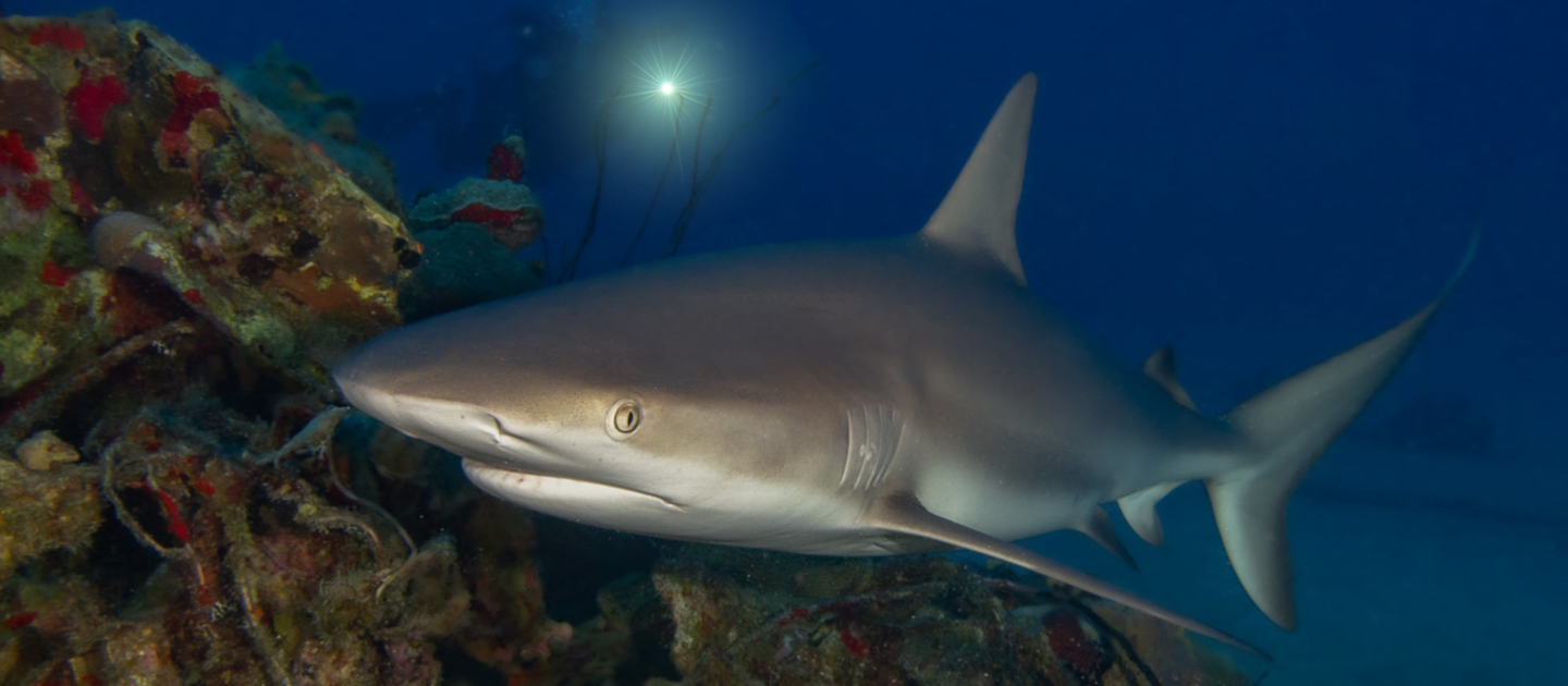 edit butler bay shark at wrecks jenny keith