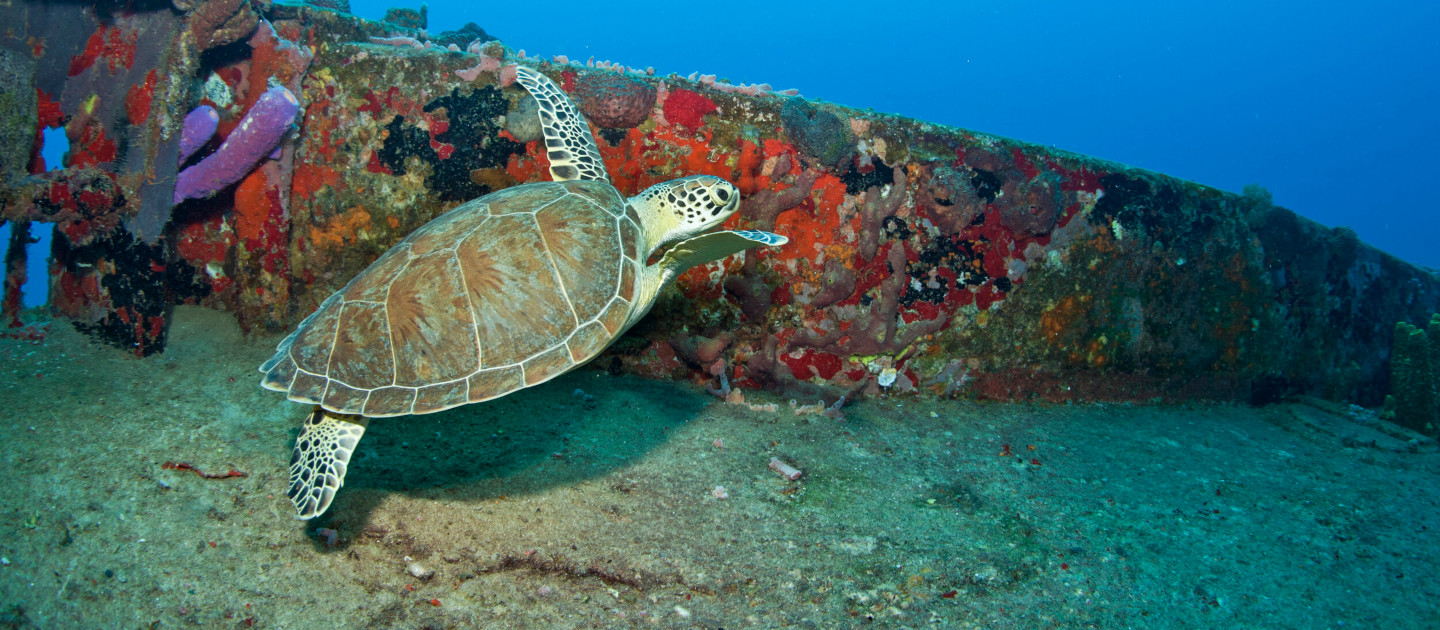 edit butler bay turtle at wrecks jenny keith