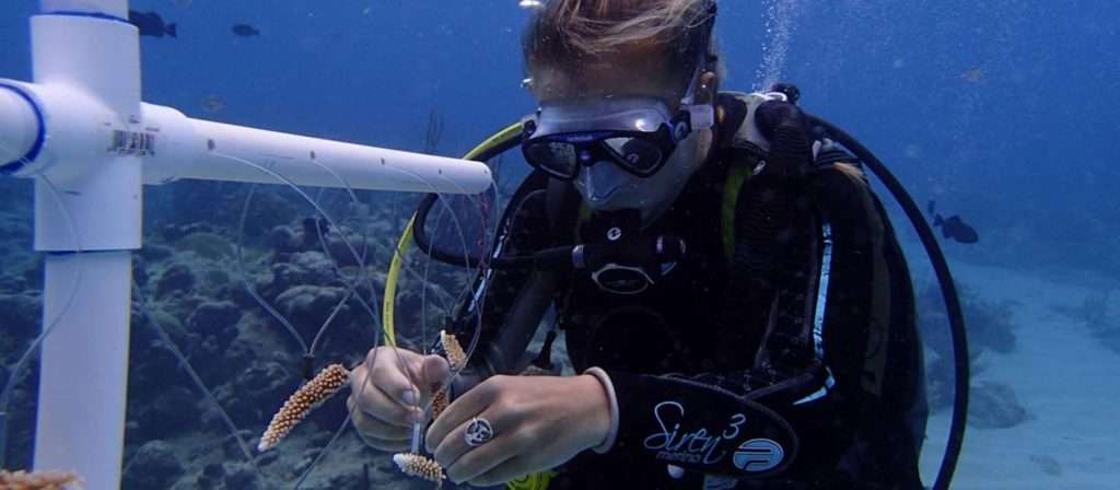 edit coral restoration 1024x448 1