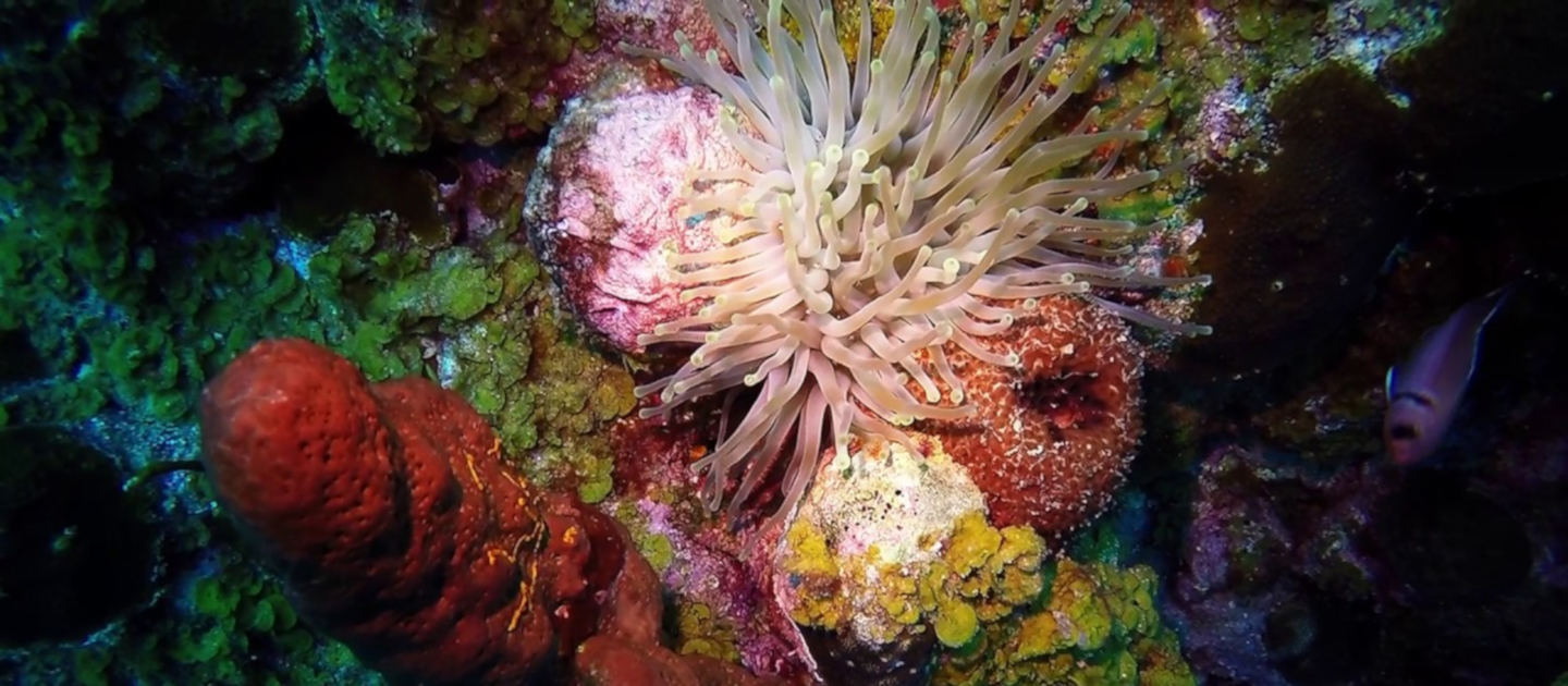 edit dive site guide salt river east wall coral