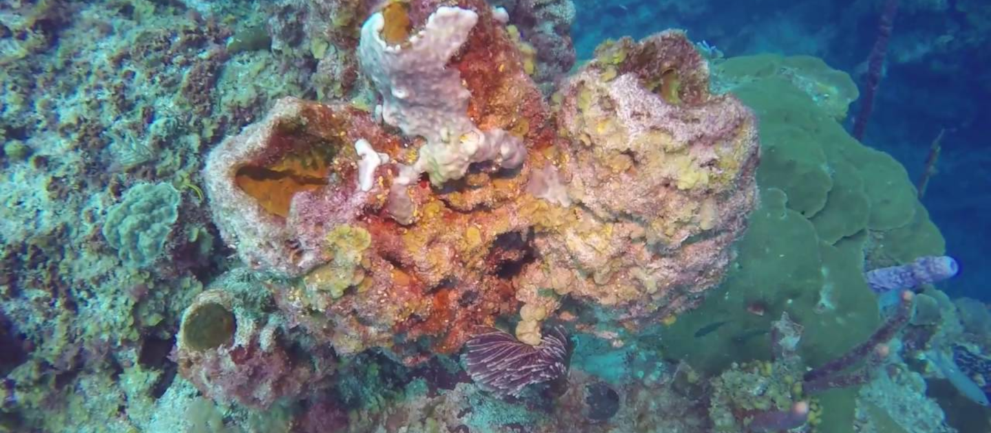edit dive site guide salt river west wall coral