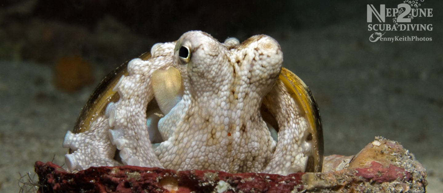 edit frederiksted pier brown stripe octopus pier nep2une scuba diving