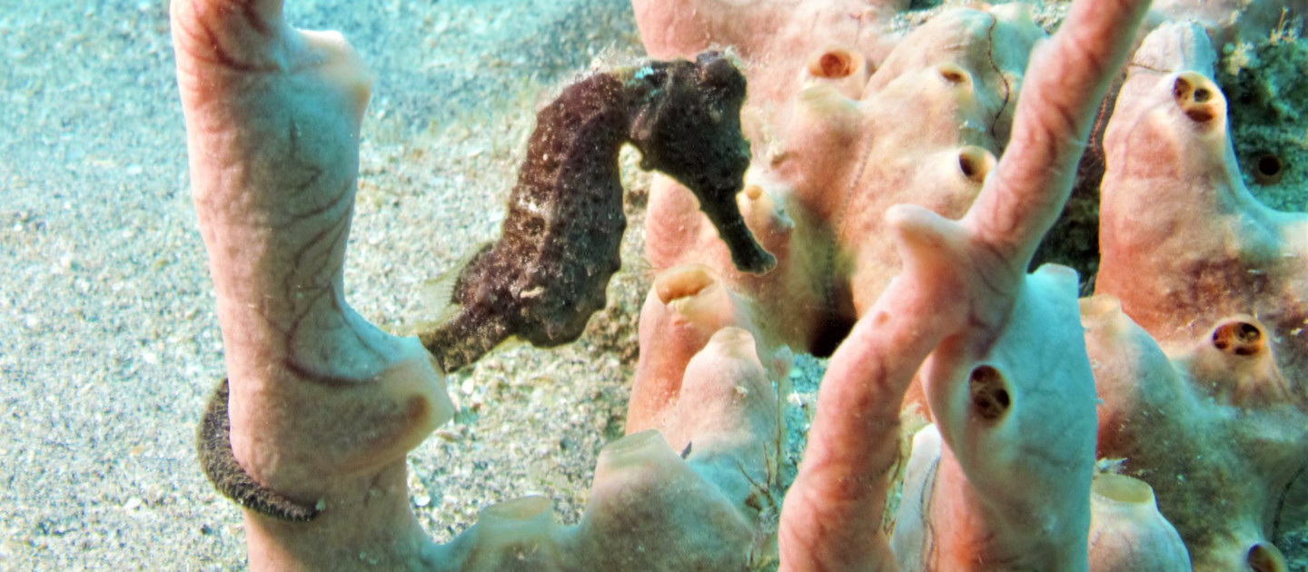 edit frederiksted pier long snout seahorse on sponge adventures in diving stx