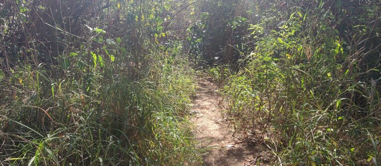 edit hams bluff lighthouse hike trail 768x335
