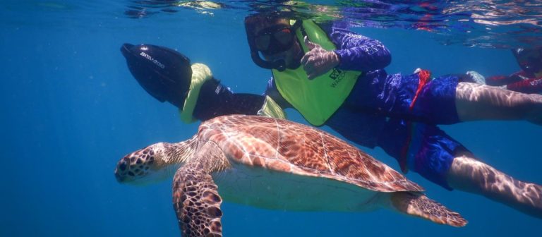 edit mermaid adventures snorklers with turtle 768x336