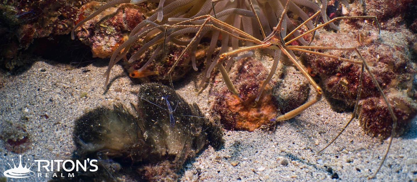 edit tritons realm arrow crab shrimp fsted pier fb