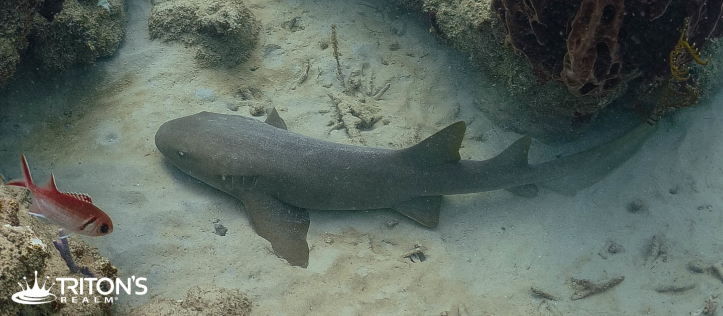 edit tritons realm nurse shark fb