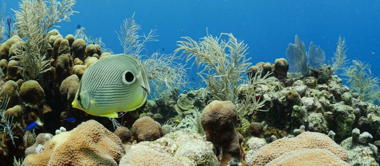 edit tritons realm reef with butterfly fish fb 768x336