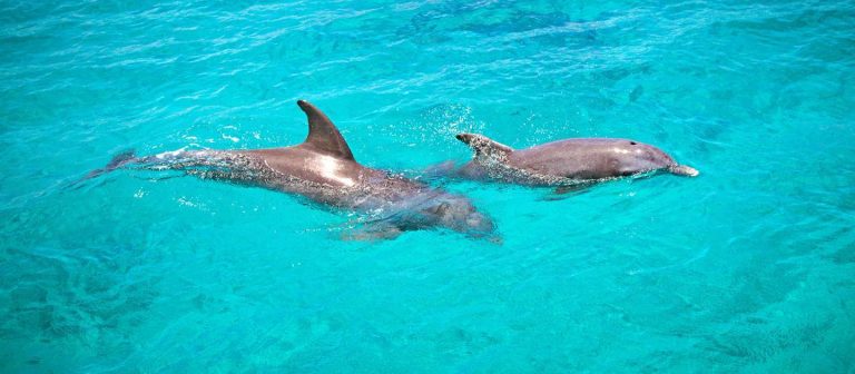 feat big beards buck island dolphins 768x336