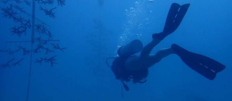 feat cane bay dive 00 1 1 768x336
