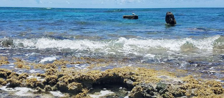 feat grapetree bay 02 768x336
