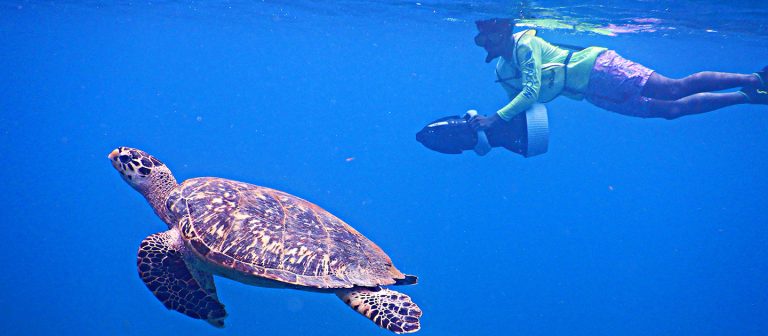 feat mermaid adventures Turtle Hawksbill N lime shirt DSCN4157 768x336