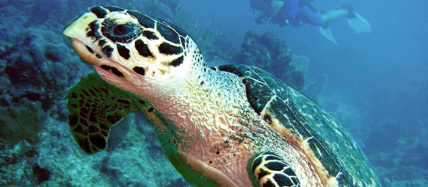 feat scuba divers with turtle dive experience