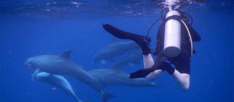 gallery SCUBA dolphins 3 768x336