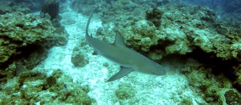 gallery SCUBA shark 768x336
