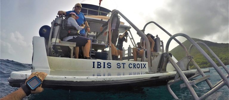 gallery cbds ibis from water 768x337