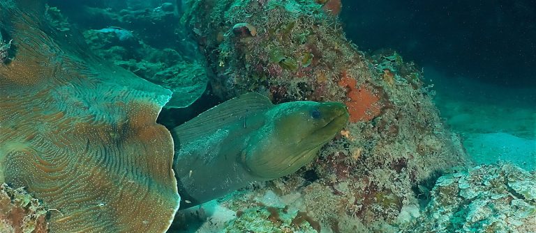 gallery cbds moray eel cbill hein 768x335