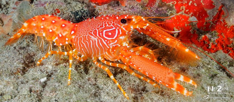 gallery crobster nep2une scuba diving 768x336
