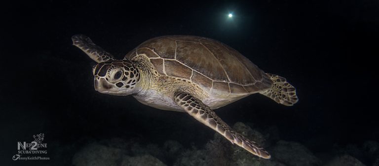 gallery night green nep2une scuba diving 768x336
