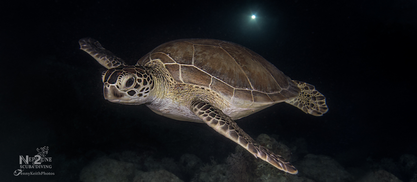 gallery night green nep2une scuba diving