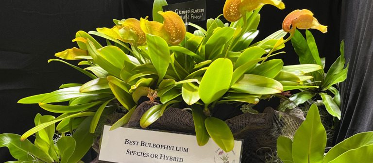gallery orchid show 2024best bulbophyllum 768x336