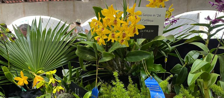 gallery orchid show 2024blue ribbon display 768x336