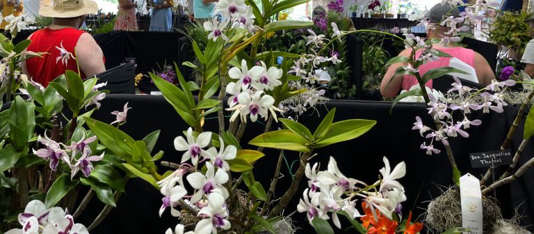 gallery orchid show 2024purple and white display 768x336