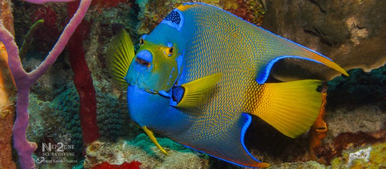 gallery queen angel nep2une scuba diving 768x336