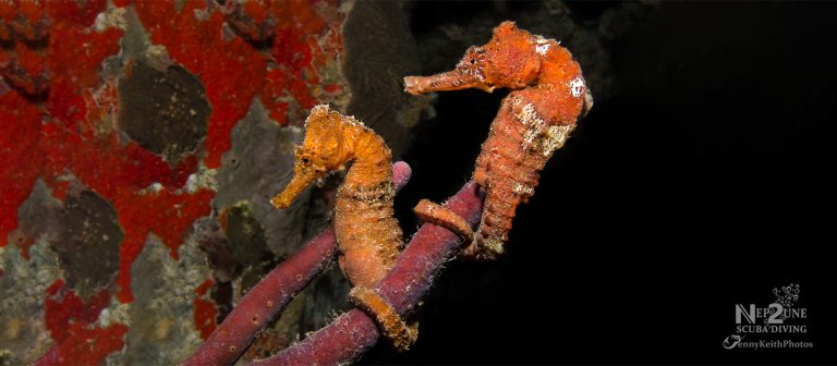 gallery seahorse pair nep2une scuba diving 768x336