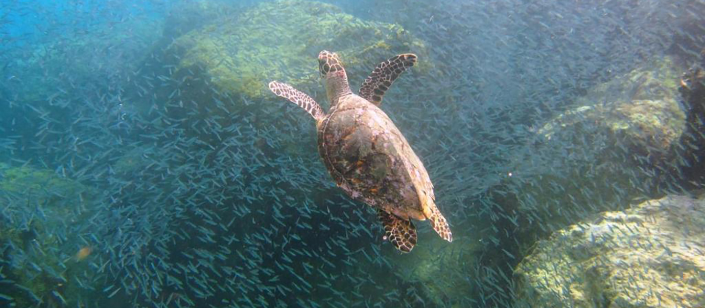 gallery tamarind reef resort snorkeling turtle