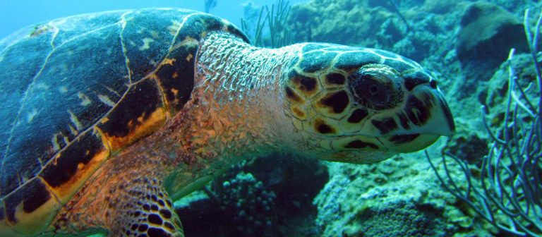 sweet bottom dive center hawksbill turtle 768x336