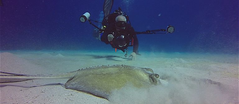 sweet bottom dive center southern wray 768x336