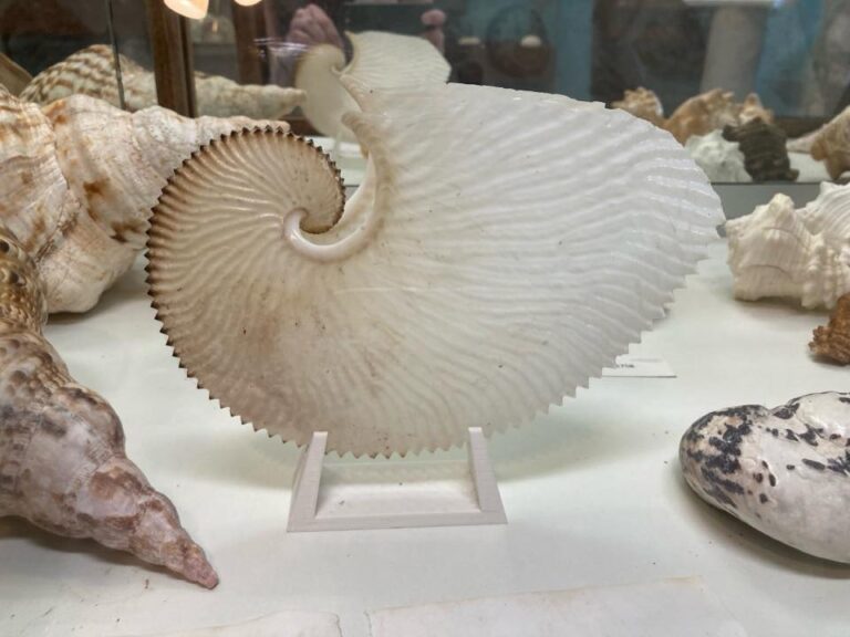 st croix seashell society museum fb 768x576