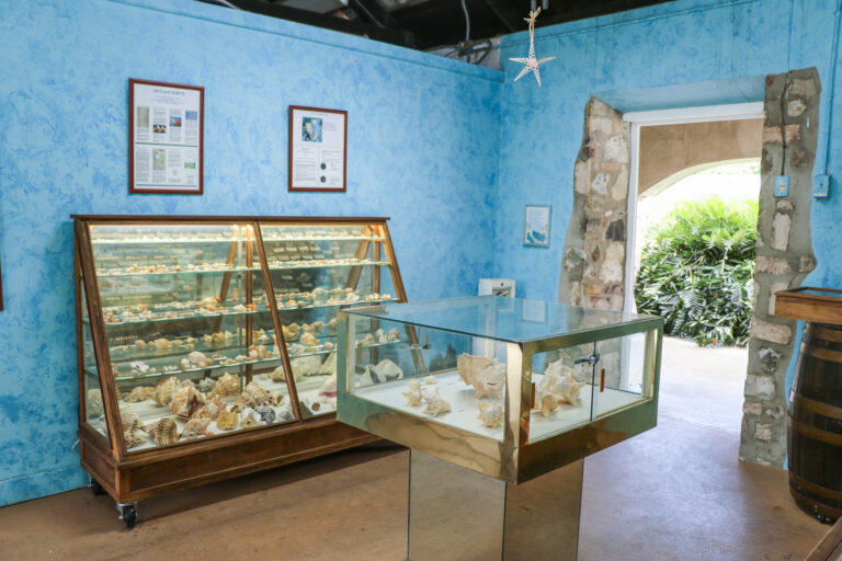 st george village botanical garden seashell museum resized 768x512