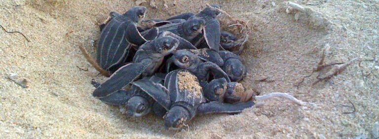 leatherback turtle hatchlings 2 jill cook 768x282
